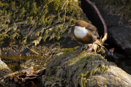 Dipper on the Rothay