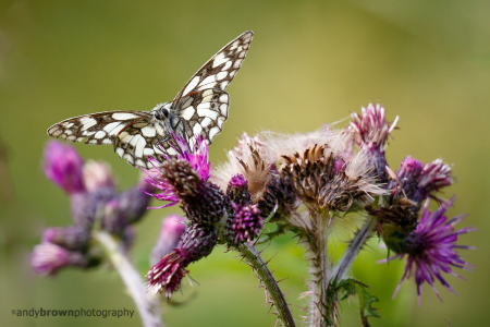 Marbled White (m) (Explored 29 July 2016)