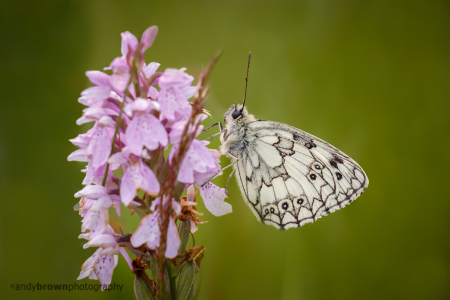 Marbled White on Heath Spotted Orchid