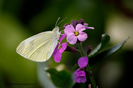 Small White (Explored 16 August 2016)