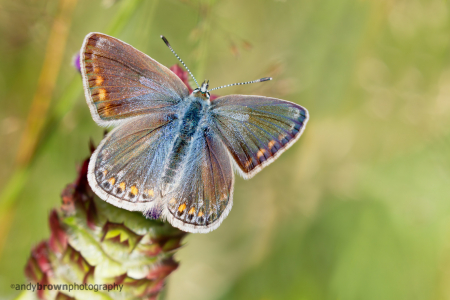 Common Blue (f) (Explored 6 August 2016)