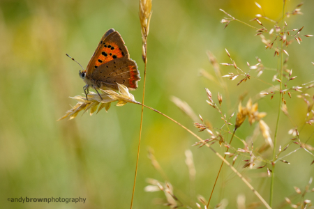 Small Copper 5 - Happy World Photography Day
