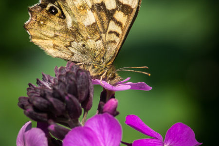 Speckled Wood on Honesty