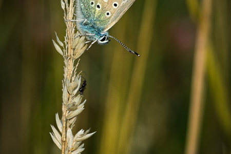 Common Blue (male)
