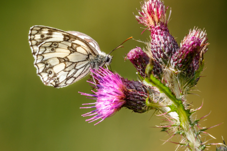 Marbled White on Thistle