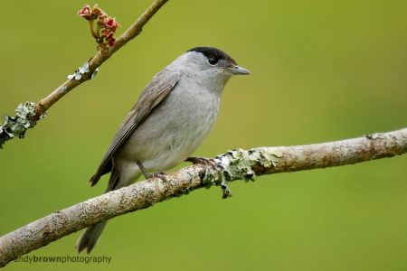 Blackcap (male)