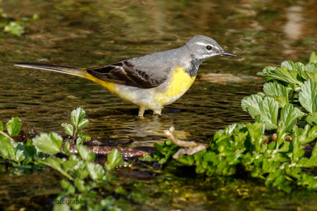 Grey Wagtail