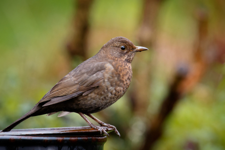 Mrs Blackbird