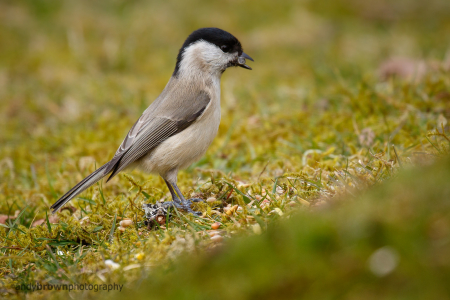 Marsh Tit