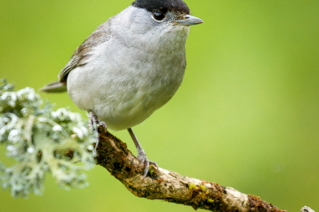 Blackcap