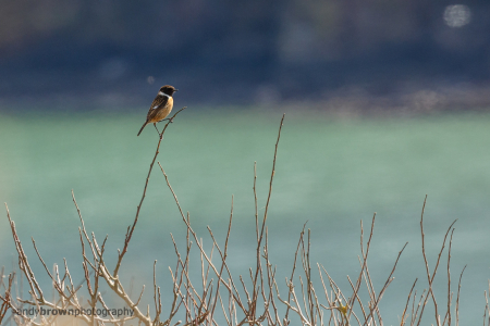 Stonechat
