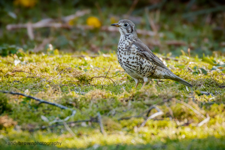 Mistle Thrush