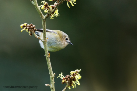 Goldcrest