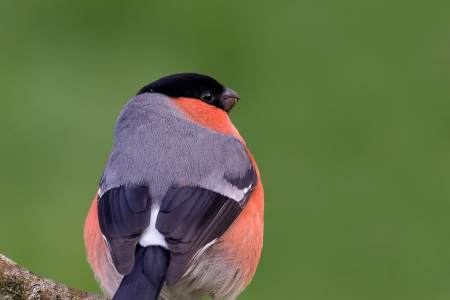 Bullfinch (male)