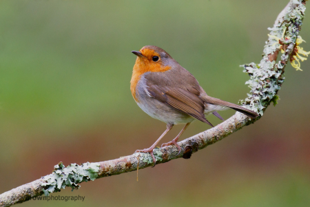 Robin