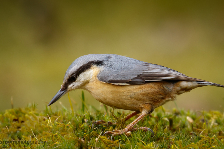 Nuthatch