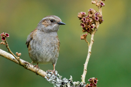 Dunnock