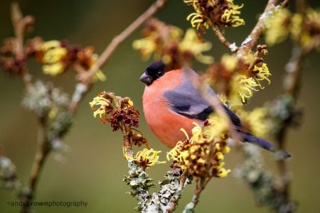 Bullfinch (male)