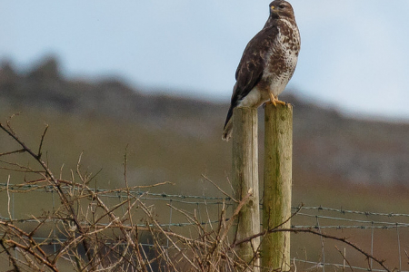 Sentry duty