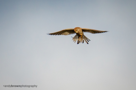Dartmoor Kestrel hovering