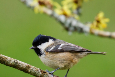 Coal Tit
