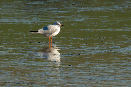 Winter Black-headed Gull
