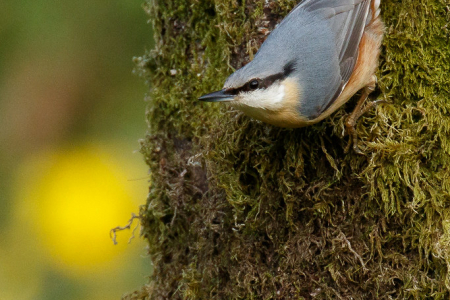 Nuthatch