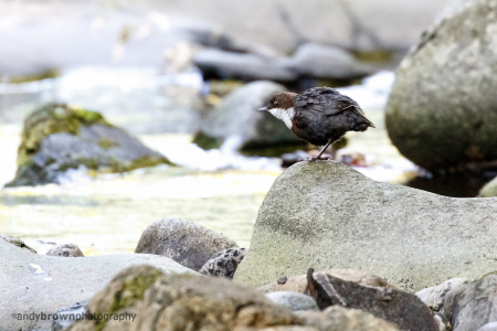 Juvenile Dipper