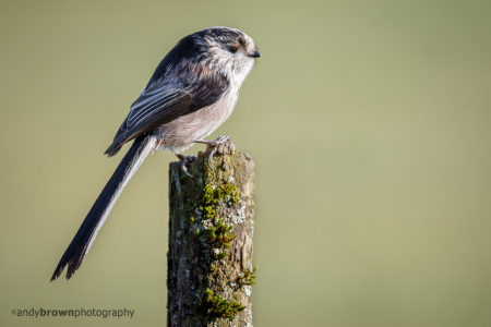 Long-tailed Tit