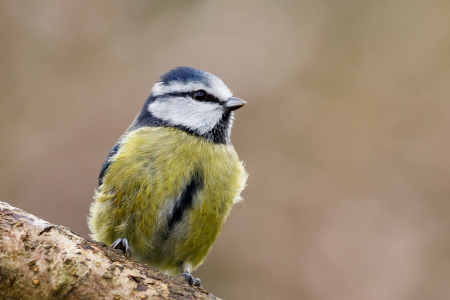 Blue Tit