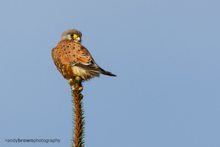 Kestrel