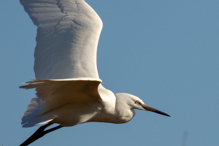 Little Egret
