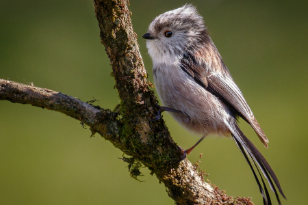 Long-tailed Tit