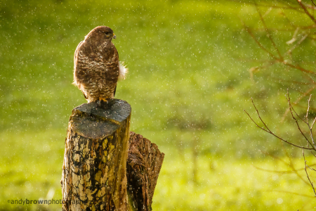 Sitting in the rain