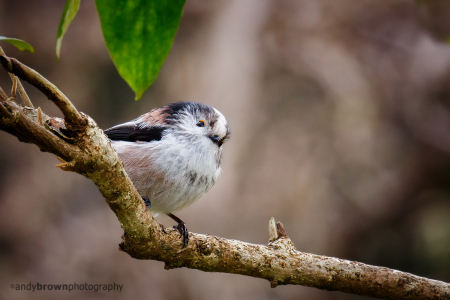 Long-tailed Tit
