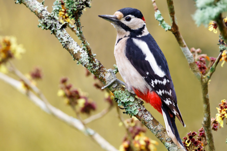 Great Spotted Woodpecker