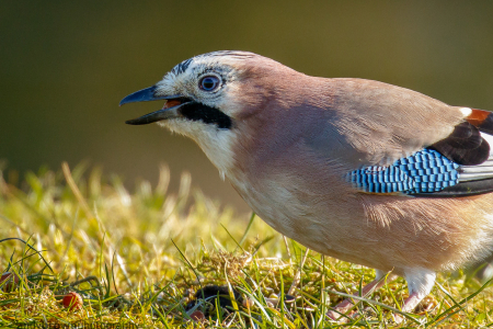 Jay