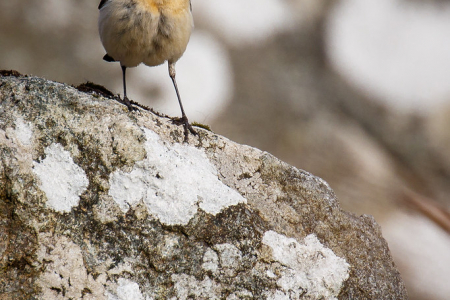 Wheatear (male)