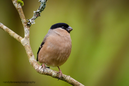 Bullfinch (female)