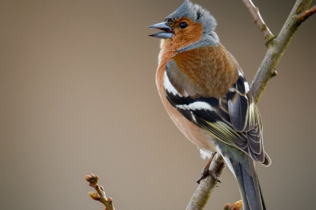 Singing in the wind