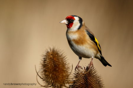Goldfinch