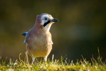 Jay