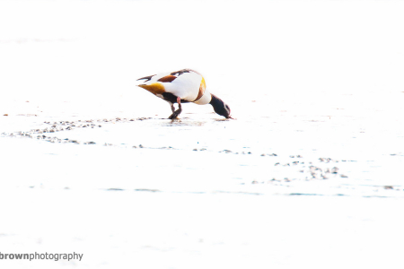 Shelduck