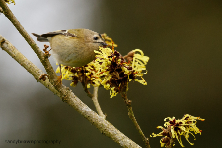 Goldcrest