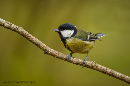 Great Tit