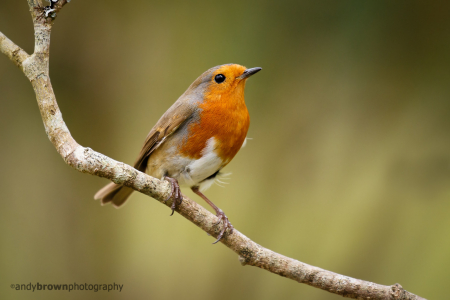 Robin