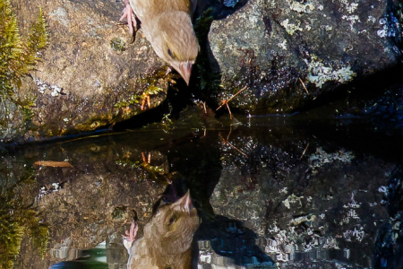 Greenfinch reflection