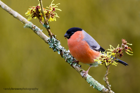 Bullfinch (male)
