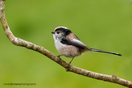 Long-tailed Tit