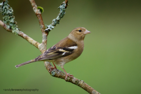 Female Chaffinch